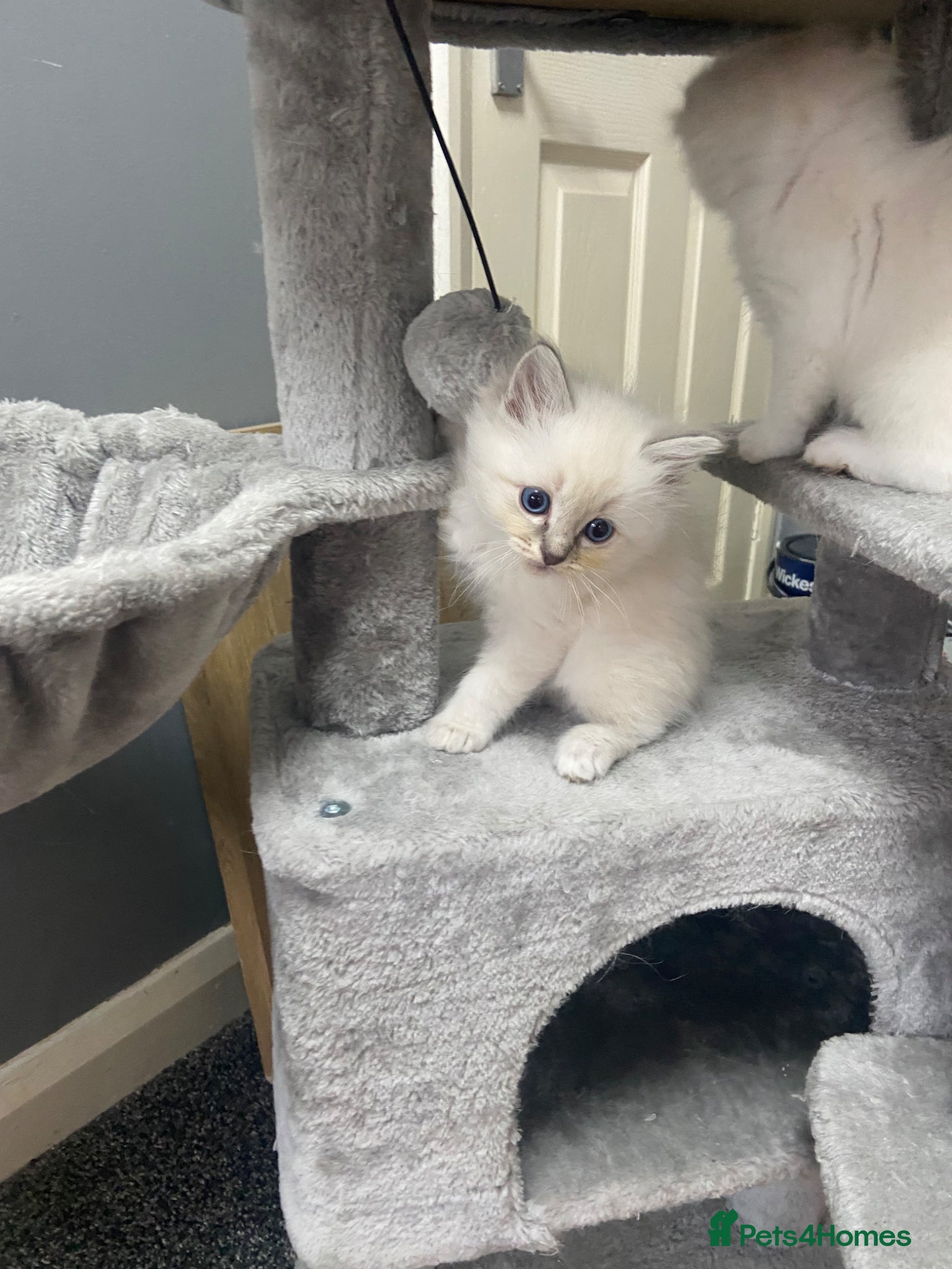 Ragdoll cats Ragdoll Lilac Lynx kitten  - Advert 1