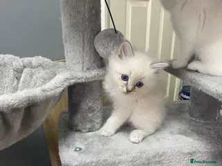 Ragdoll cats Ragdoll Lilac Lynx kitten - Advert 15