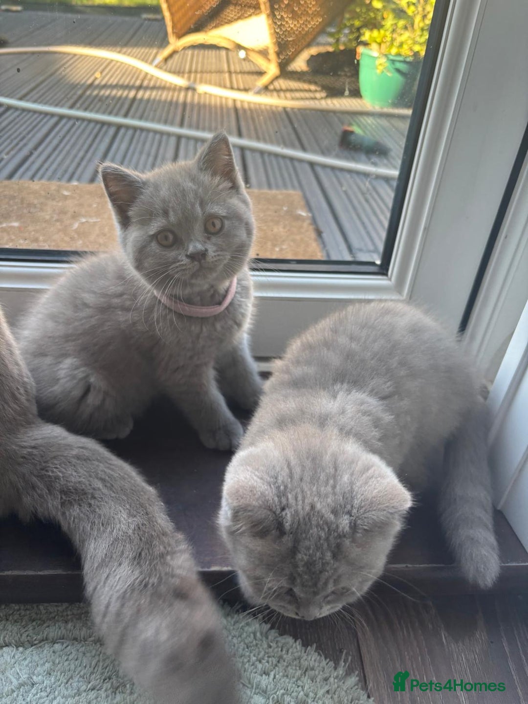 British Shorthair cats for sale: LAST 2 FEMALE kittens British shorthair kittens  in Maidstone - Image 17