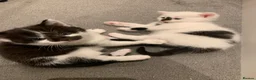 Mixed Breed cats for sale: Very cute spotty kittens for sale - Advert 6