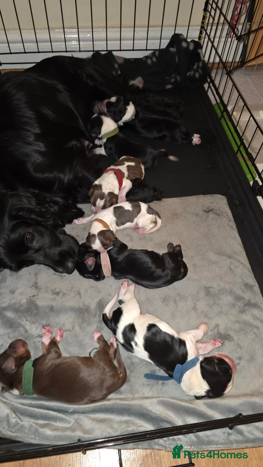 Mixed Breed dogs for sale: Beautiful Cocker x Collie pups - Advert 24