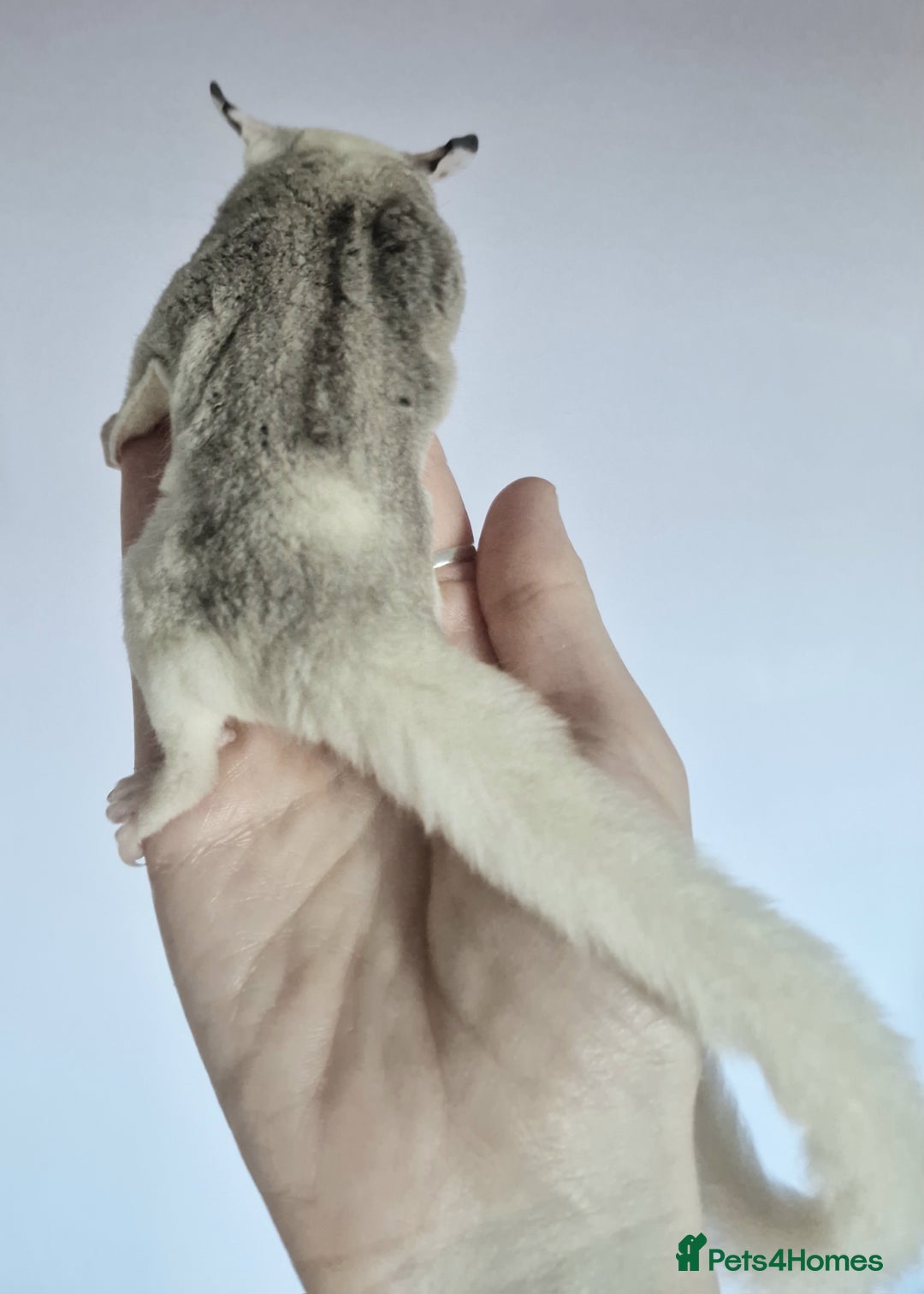 Sugar Glider rodents for sale: Mosaic Joey and his Mum £500 ONO - Image 5