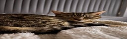 Domestic Shorthair cats for sale: brown tabby domestic shorthair - Advert 8