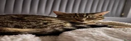 Domestic Shorthair cats for sale: brown tabby domestic shorthair - Advert 8