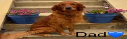 Golden Retriever dogs for sale: Rare Red Golden Retriever Puppies - Advert 6