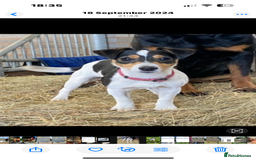 Jack Russell dogs for sale: Jack Russell Puppies - Image 9