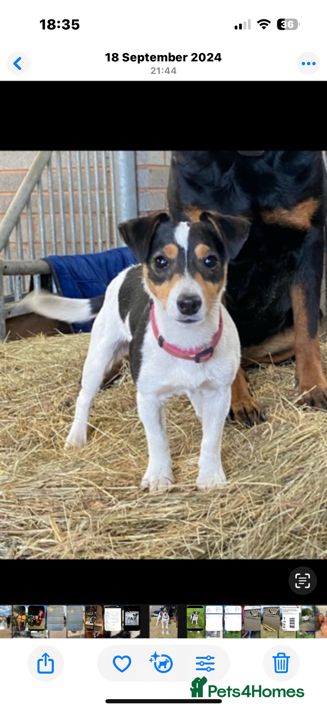 Jack Russell dogs for sale: Jack Russell Puppies - Image 9
