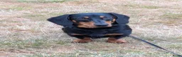 Dachshund dogs for sale: Male dashund 9 months old  - Advert 1