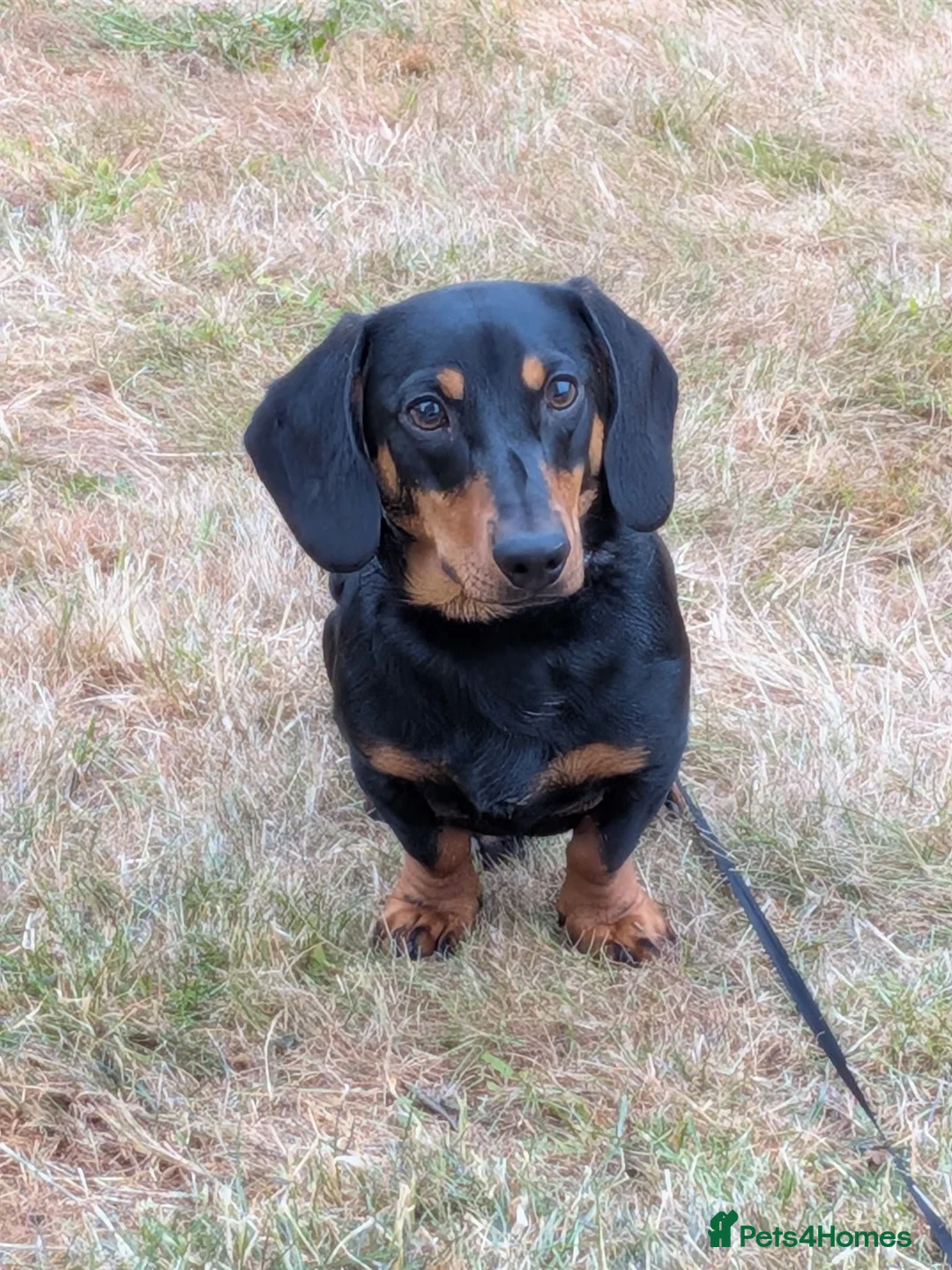 Dachshund dogs for sale: Male dashund 9 months old  - Advert 1