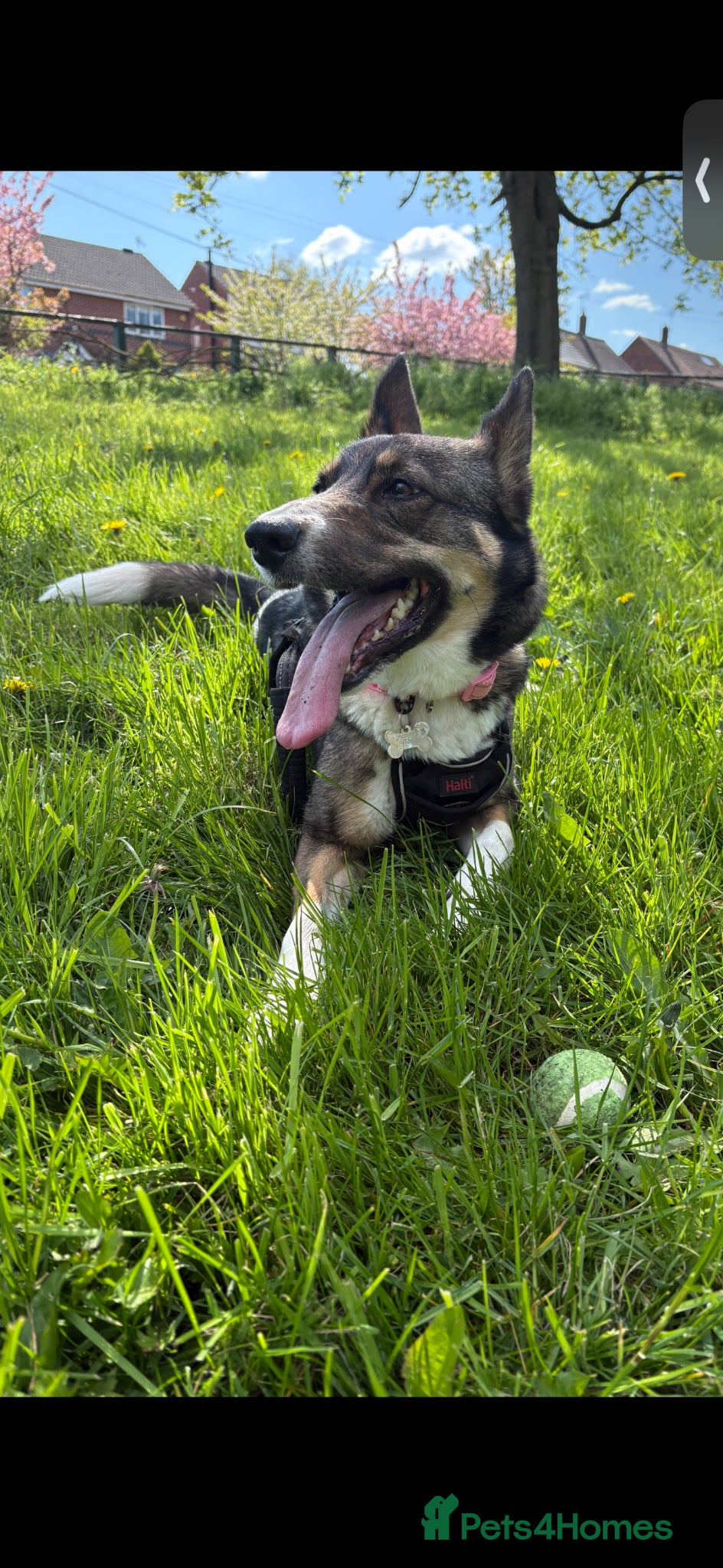 Mixed Breed dogs for sale: German shepherd Border collie cross - Advert 2