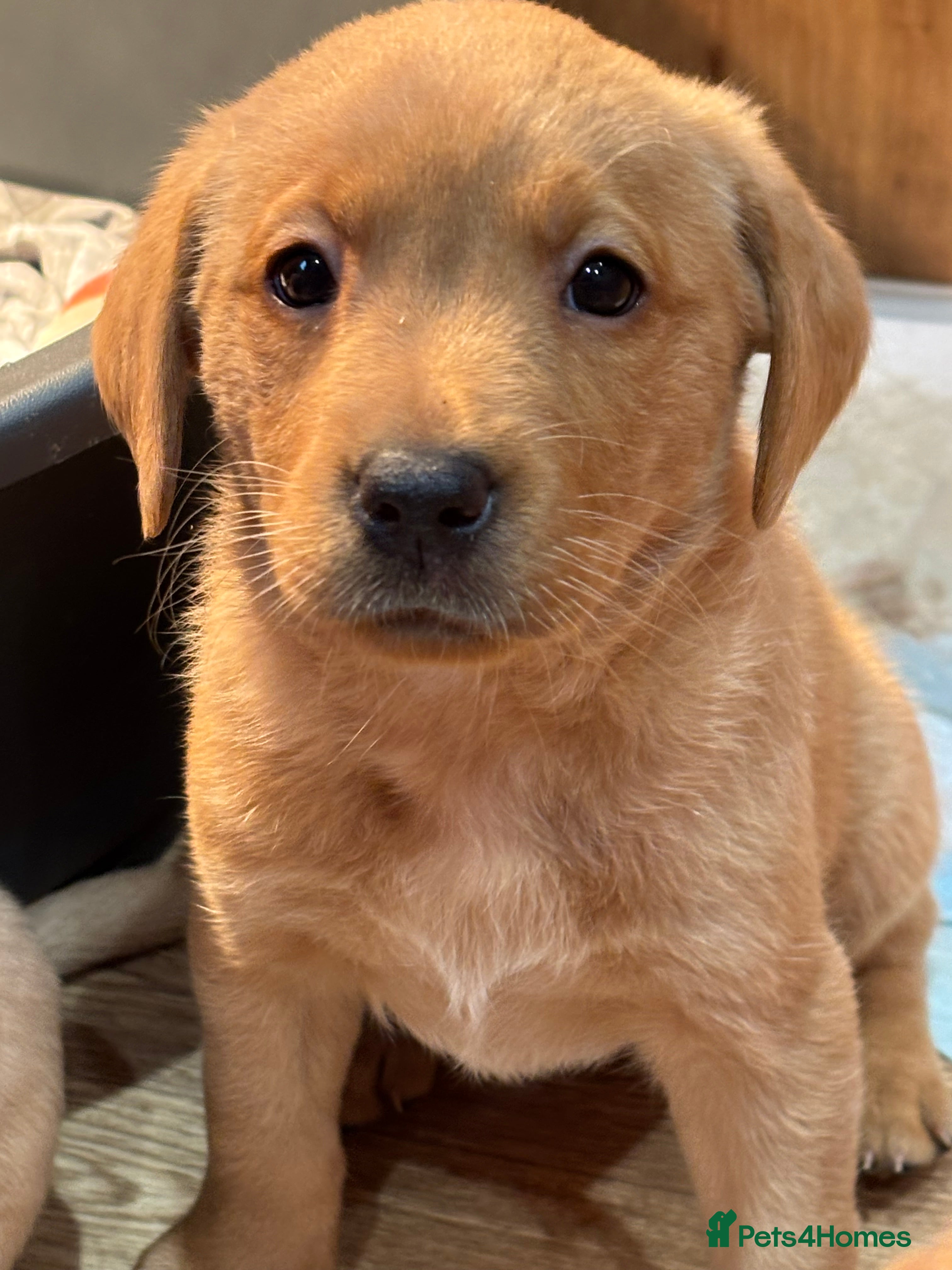 Labrador Retriever dogs Beautiful Labrador Puppies - Advert 7