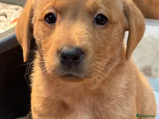 Labrador Retriever dogs Beautiful Labrador Puppies - Advert 7