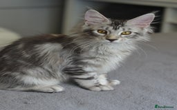 Maine Coon cats for sale: Tica Registered Maine Coon boy & girl *ready now* - Image 11