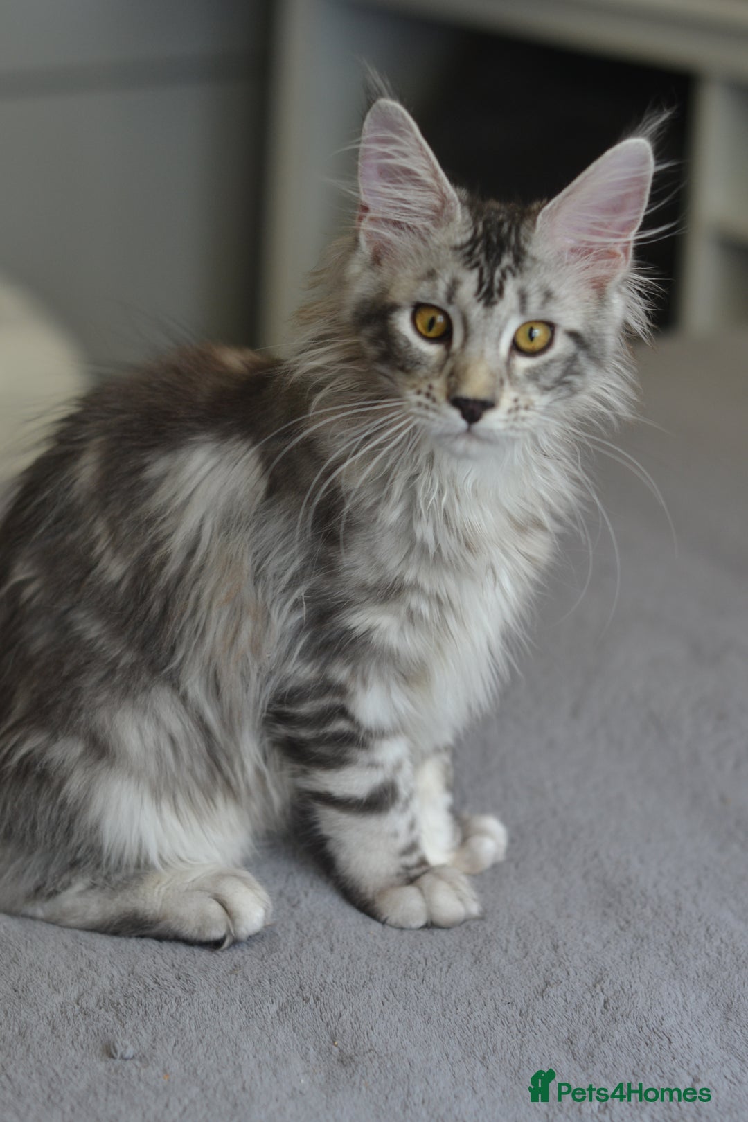 Maine Coon cats for sale: Tica Registered Maine Coon boy & girl *ready now* - Image 11