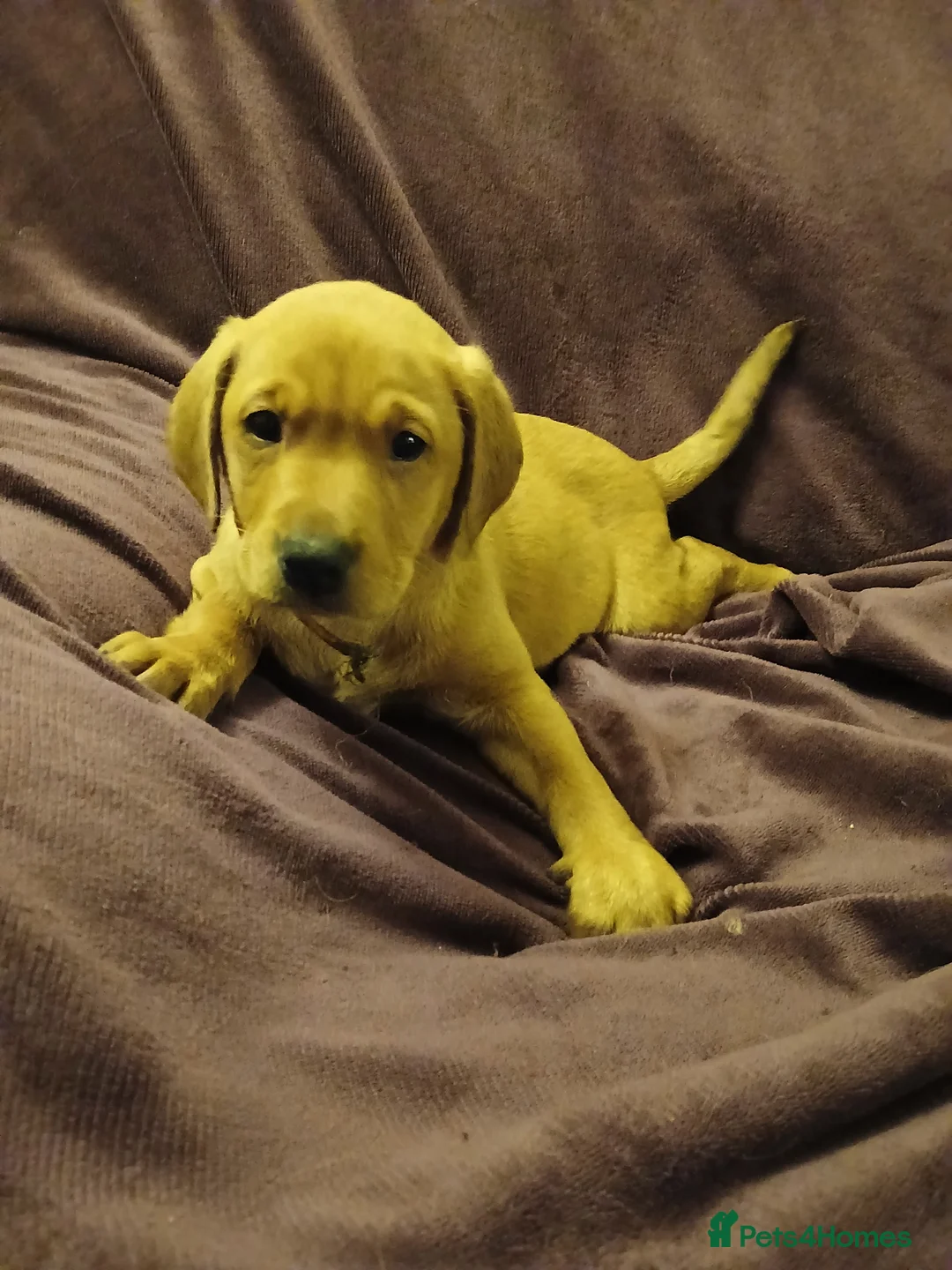 Labrador Retriever dogs for sale: Fox red labrador puppies - Advert 3