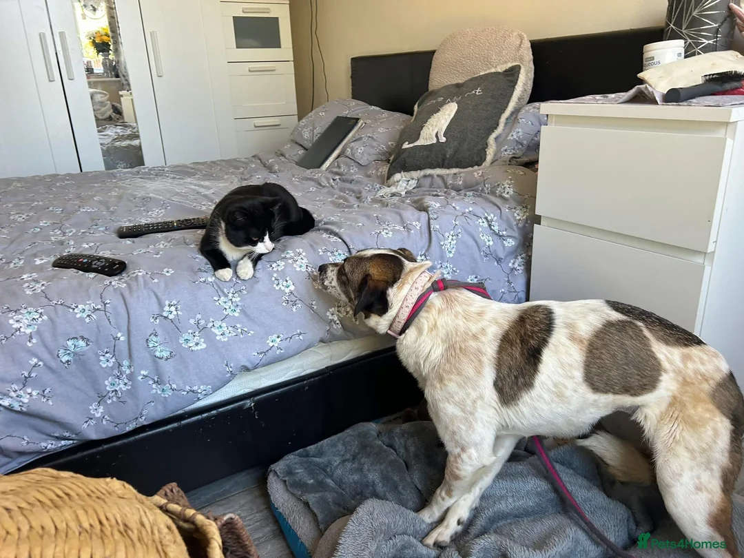 Mixed Breed dogs for adoption: Sherbet - Norwich Norfolk  in Norwich - Advert 6