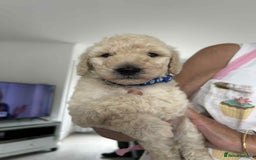 Standard Poodle dogs for sale: Stunning KC Standard Poodle Puppies for sale - Image 8