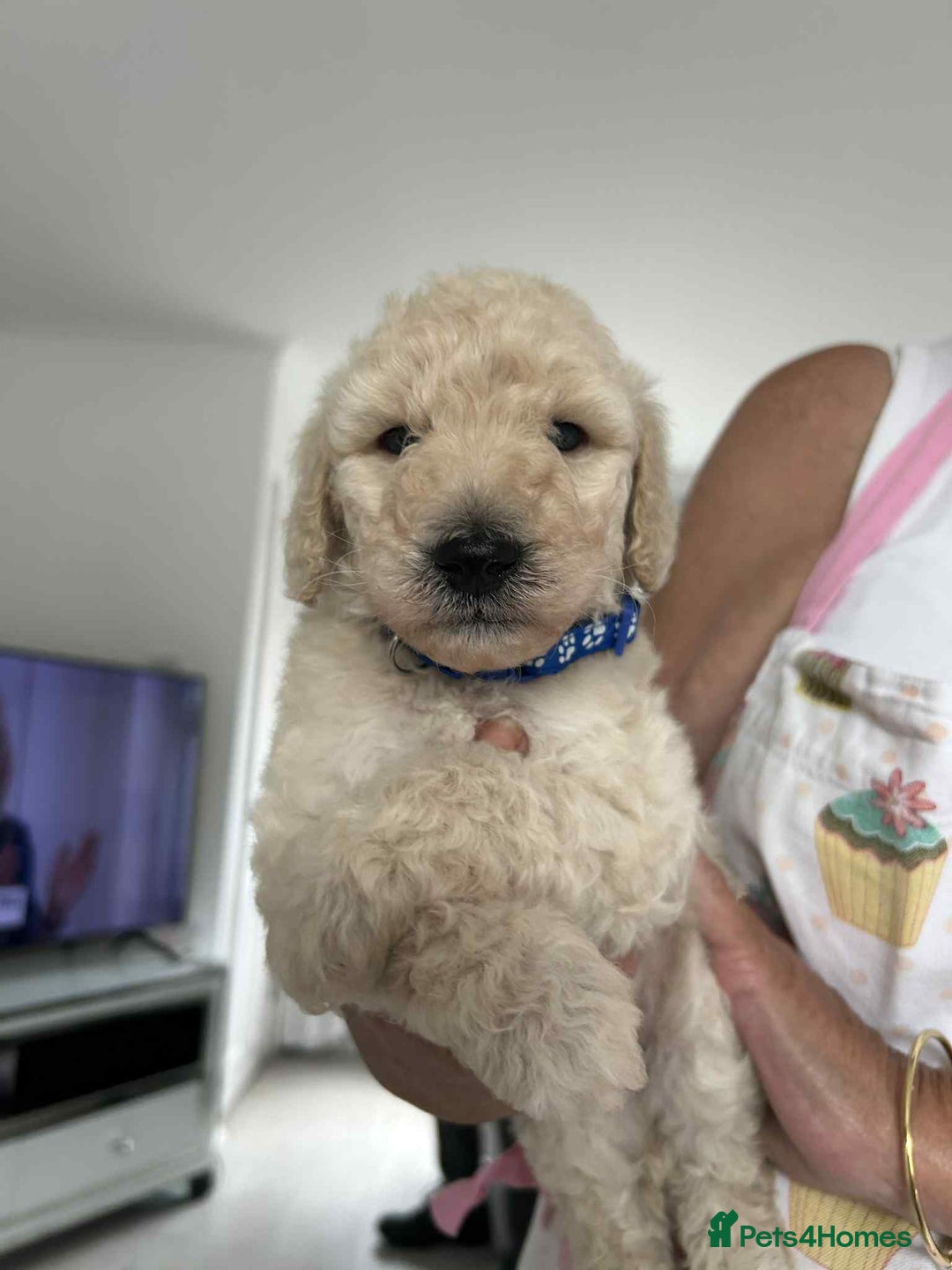 Standard Poodle dogs for sale: Stunning KC Standard Poodle Puppies for sale - Image 8