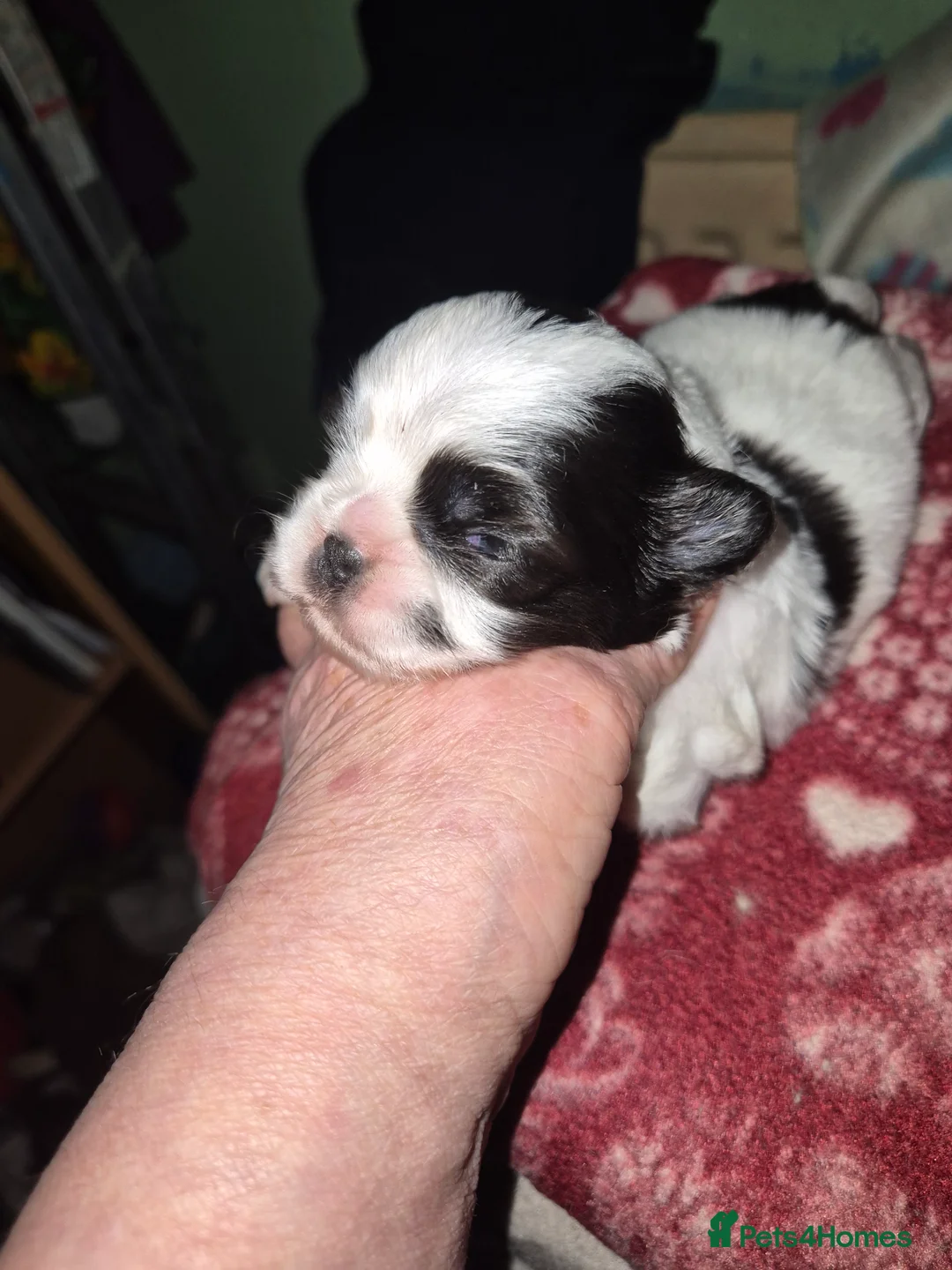 Malshi dogs for sale: 2 female malshi pups  - Advert 3