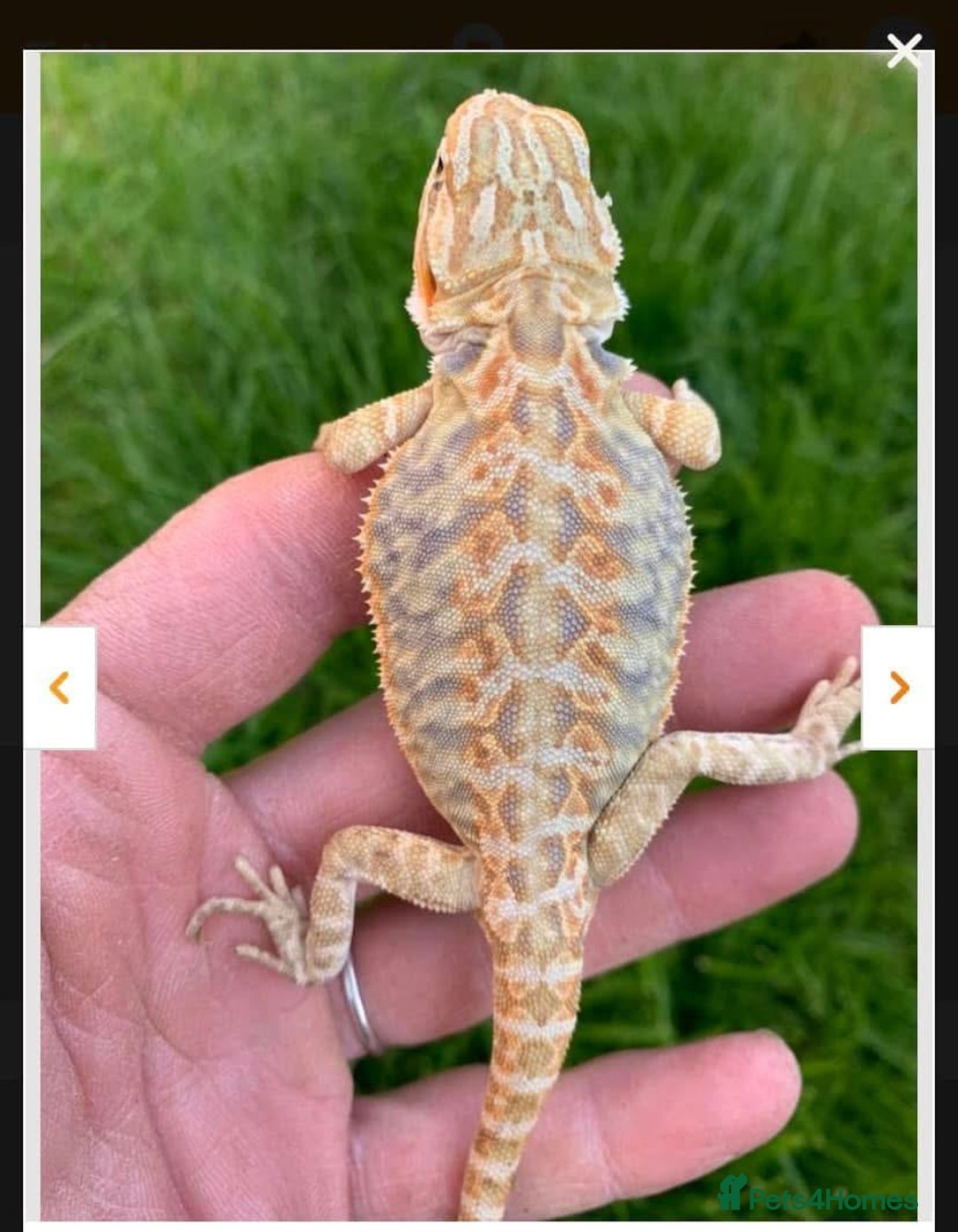 Bearded Dragon reptiles for sale: Orange hypo blue bar female dragon with set up - Image 11
