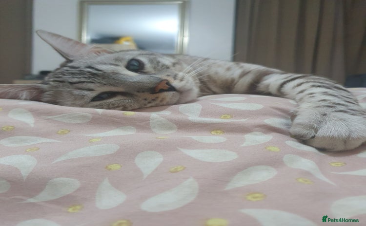 Bengal cats - Advert 6