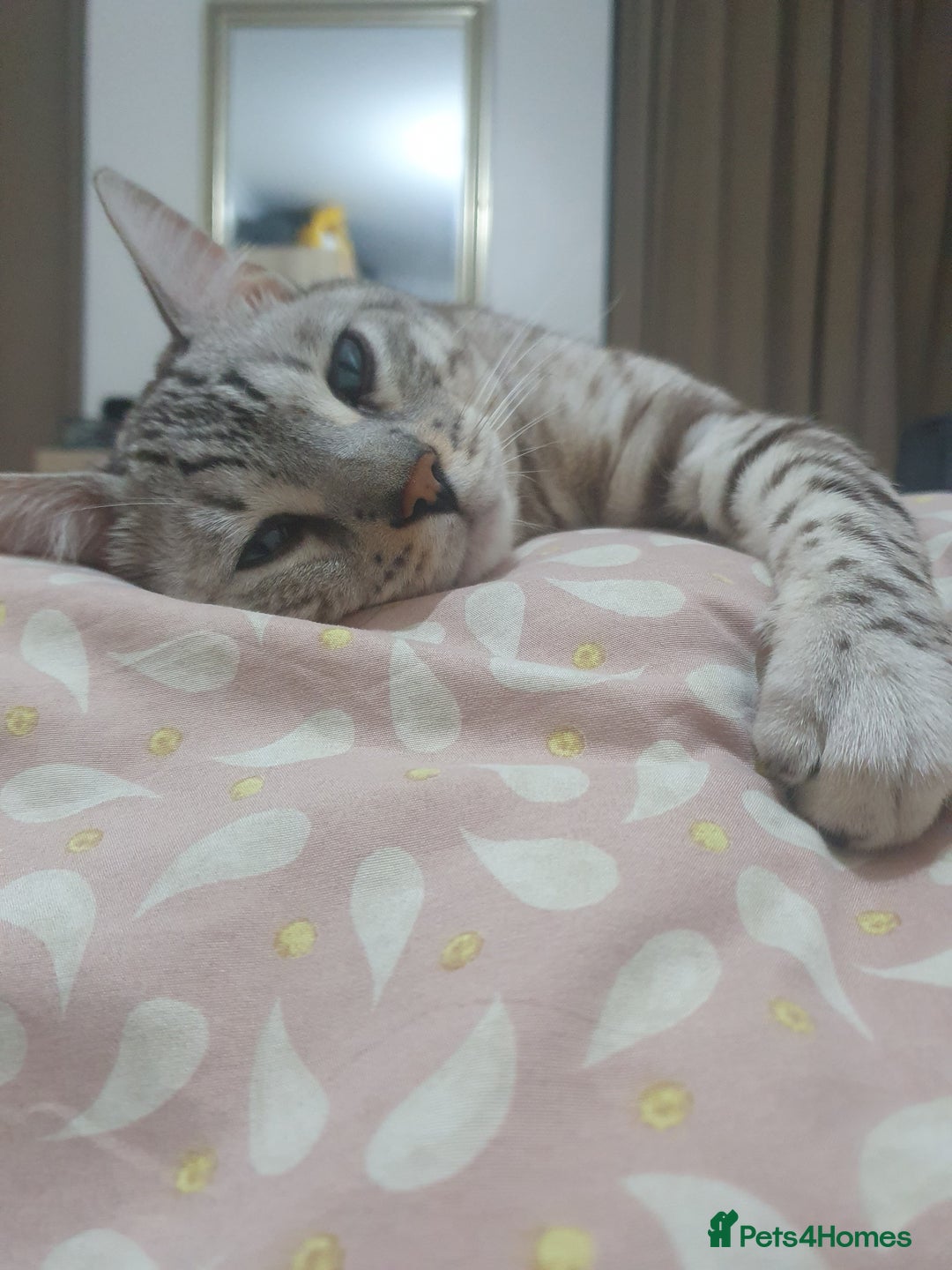 Bengal cats for sale: Little Snow Leopard  - Image 1