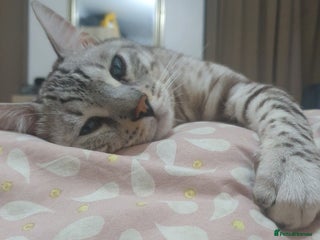 Bengal cats - Advert 2