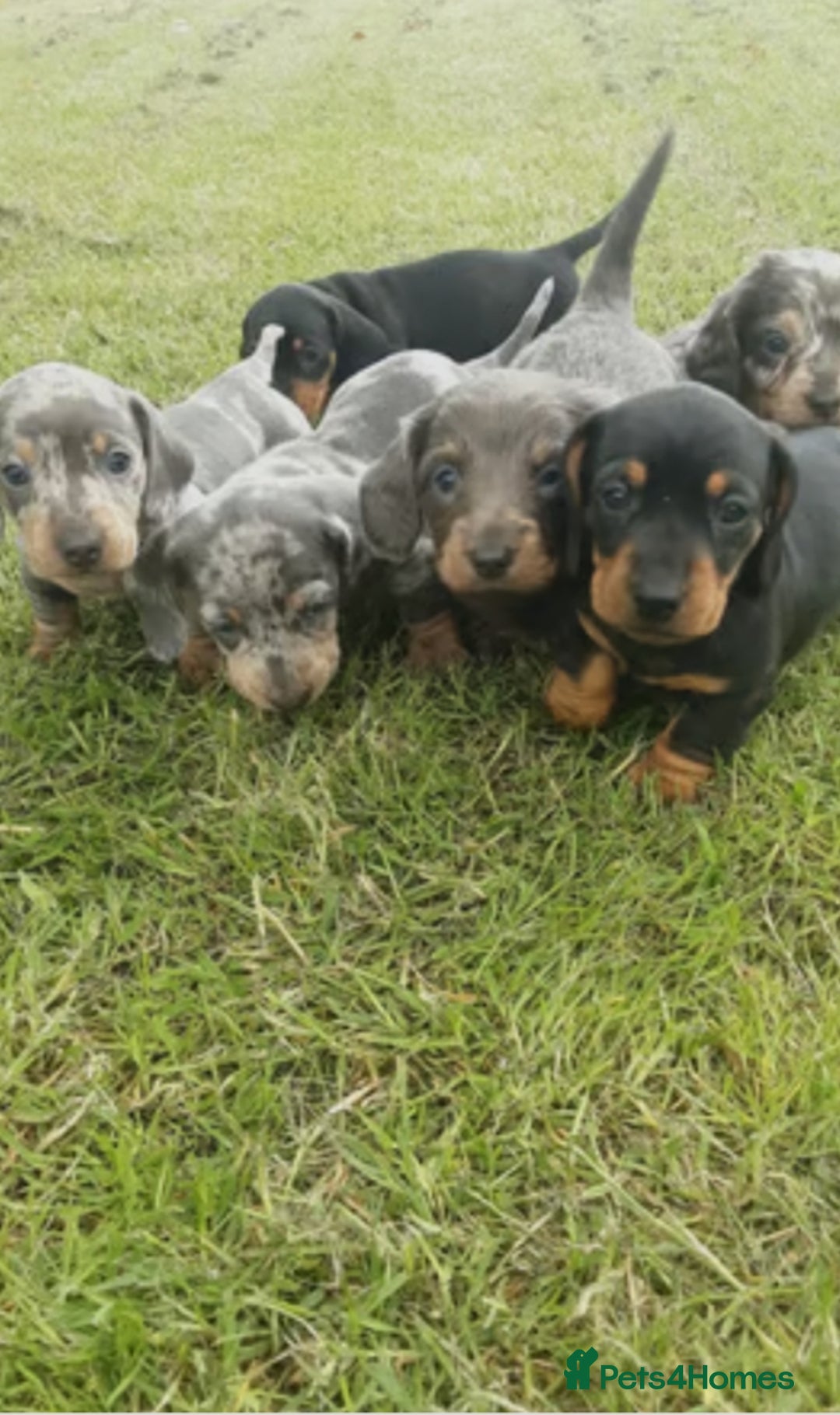 Miniature Dachshund dogs for sale: Miniature Dachshund Puppies  - Image 3