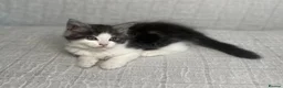 Maine Coon cats for sale: STUNNING MAINE COON KITTENS - Advert 11