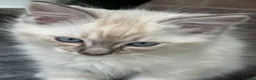 Ragdoll cats for sale: Beautiful Ragdoll Kittens READY NOW - Advert 3