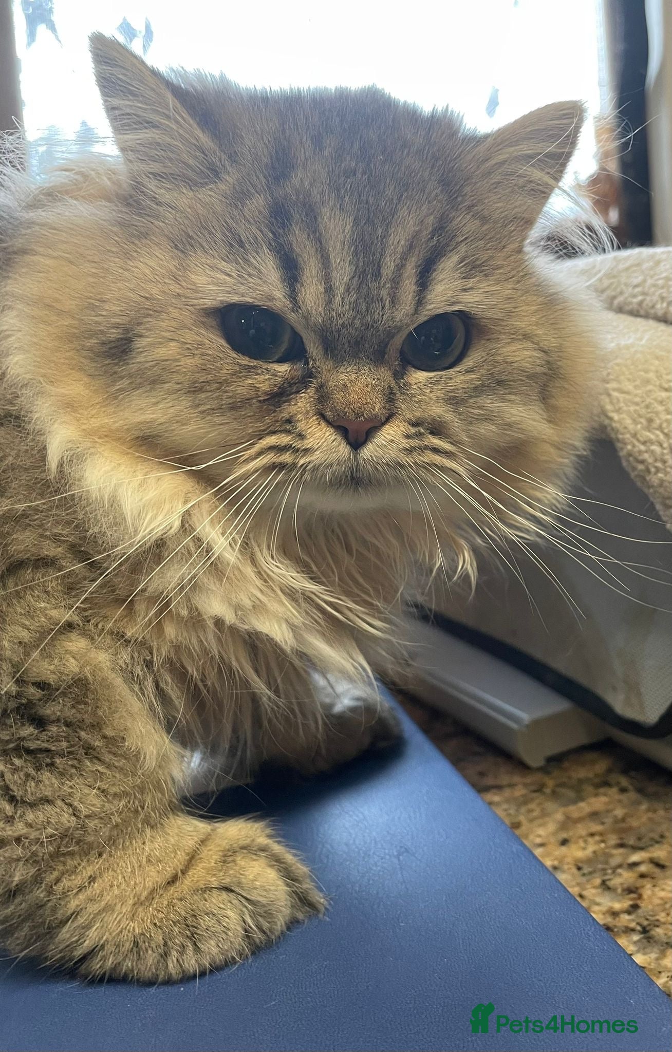 Persian cats Pure Golden Chinchillas available - Advert 6