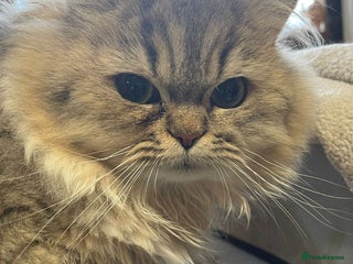 Persian cats Pure Golden Chinchillas available - Advert 17