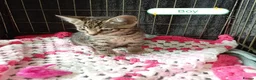 Bengal cats for sale: Bengal Cross kittens  - Advert 23