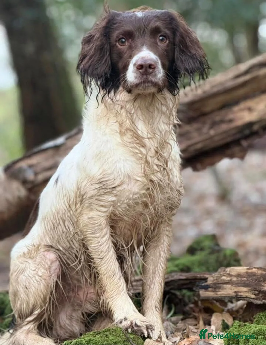 English Springer Spaniel dogs for sale: Beautifully marked Springer spaniels - Advert 2