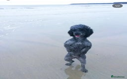 Mixed Breed dogs for sale: One little girl left  - Image 8