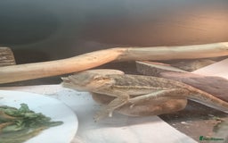Bearded Dragon reptiles for sale: Rescued baby bearded dragon - Image 5