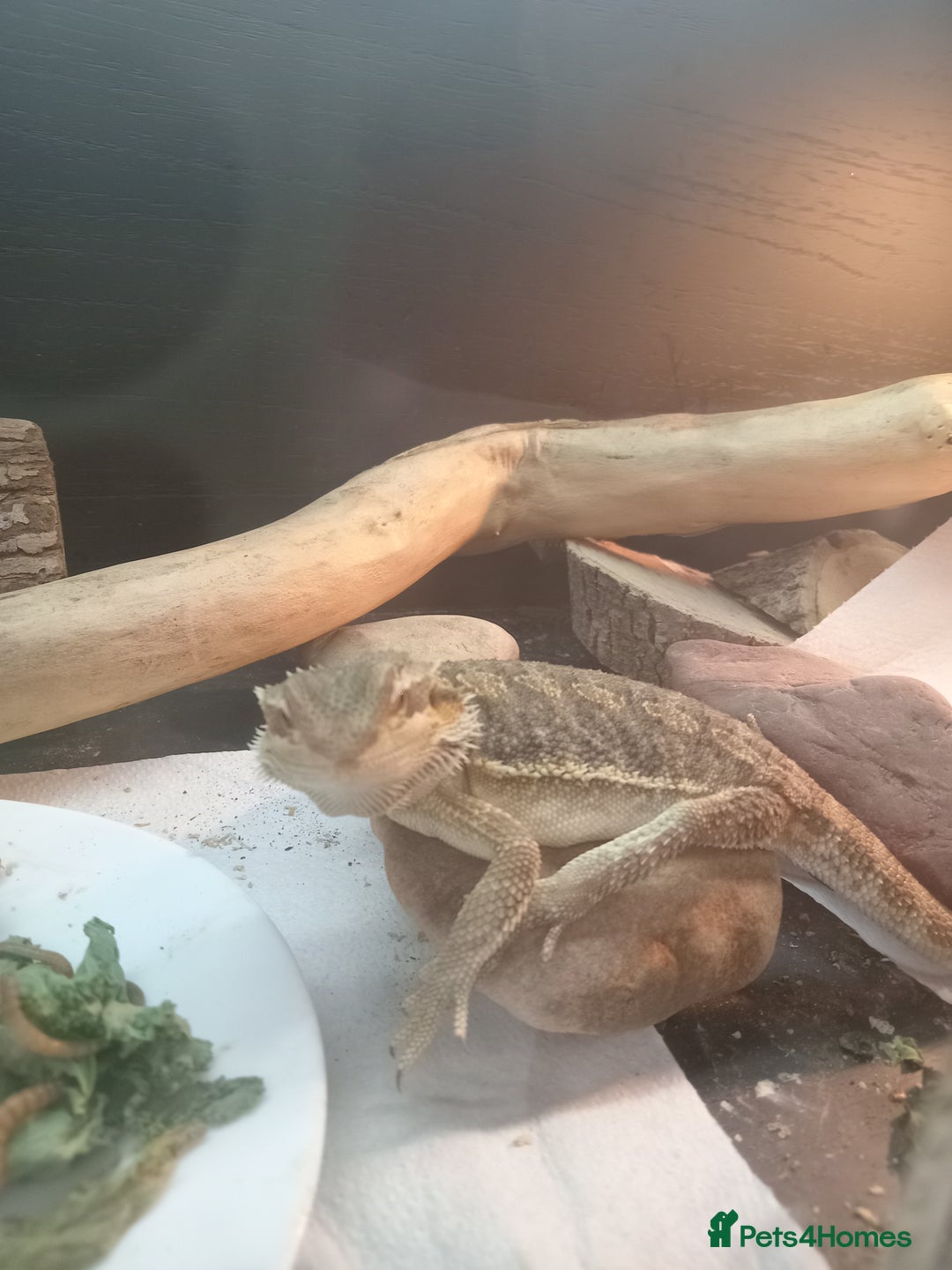 Bearded Dragon reptiles for sale: Rescued baby bearded dragon - Image 5