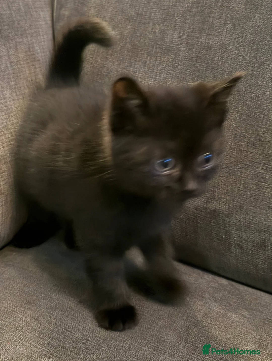 British Shorthair cats for sale: British shorthair kittens  - Advert 4