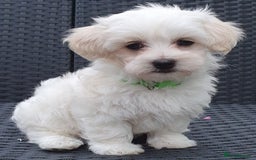 Maltese dogs for sale: Maltese Puppy KC Registred 9 weeks old London EN5 - Image 16