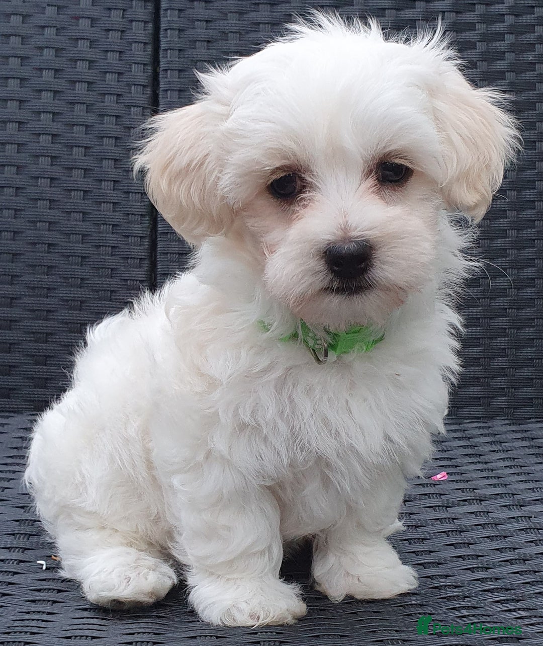 Maltese dogs for sale: Maltese Puppy KC Registred 9 weeks old London EN5 - Image 16