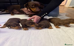 Miniature Dachshund dogs for sale: Chocolate & Tan Smooth haired - mini dachshund - Image 3