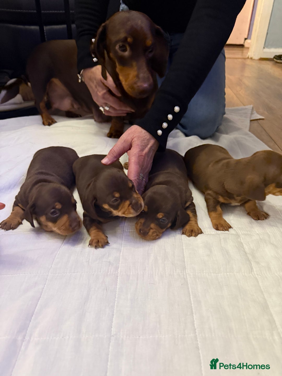 Miniature Dachshund dogs for sale: Chocolate & Tan Smooth haired - mini dachshund - Image 3