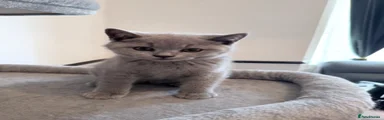 British Shorthair Blue Boy: Teddy