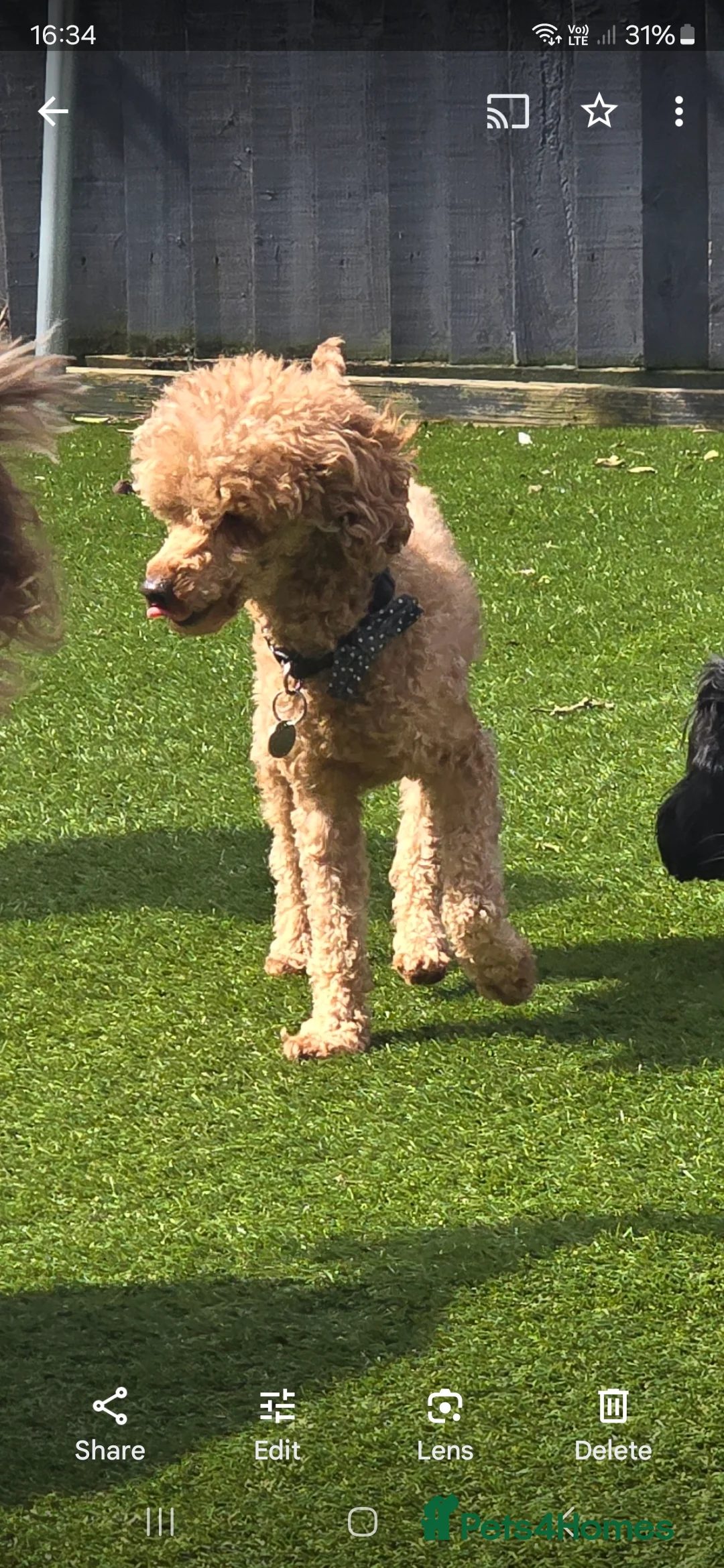 Toy Poodle dogs for stud: toy poodle short notice DNA  tested clear PRA £125 in Nottingham - Advert 8