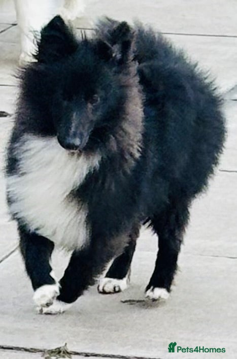 Shetland Sheepdog dogs Very pretty black bi girl  - Advert 1