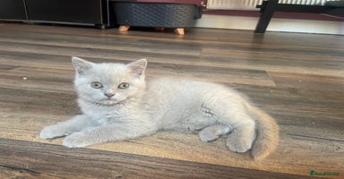 British Shorthair cats - Advert 1