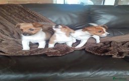 Jack Russell dogs for sale: Jackrussell pups - Advert 2