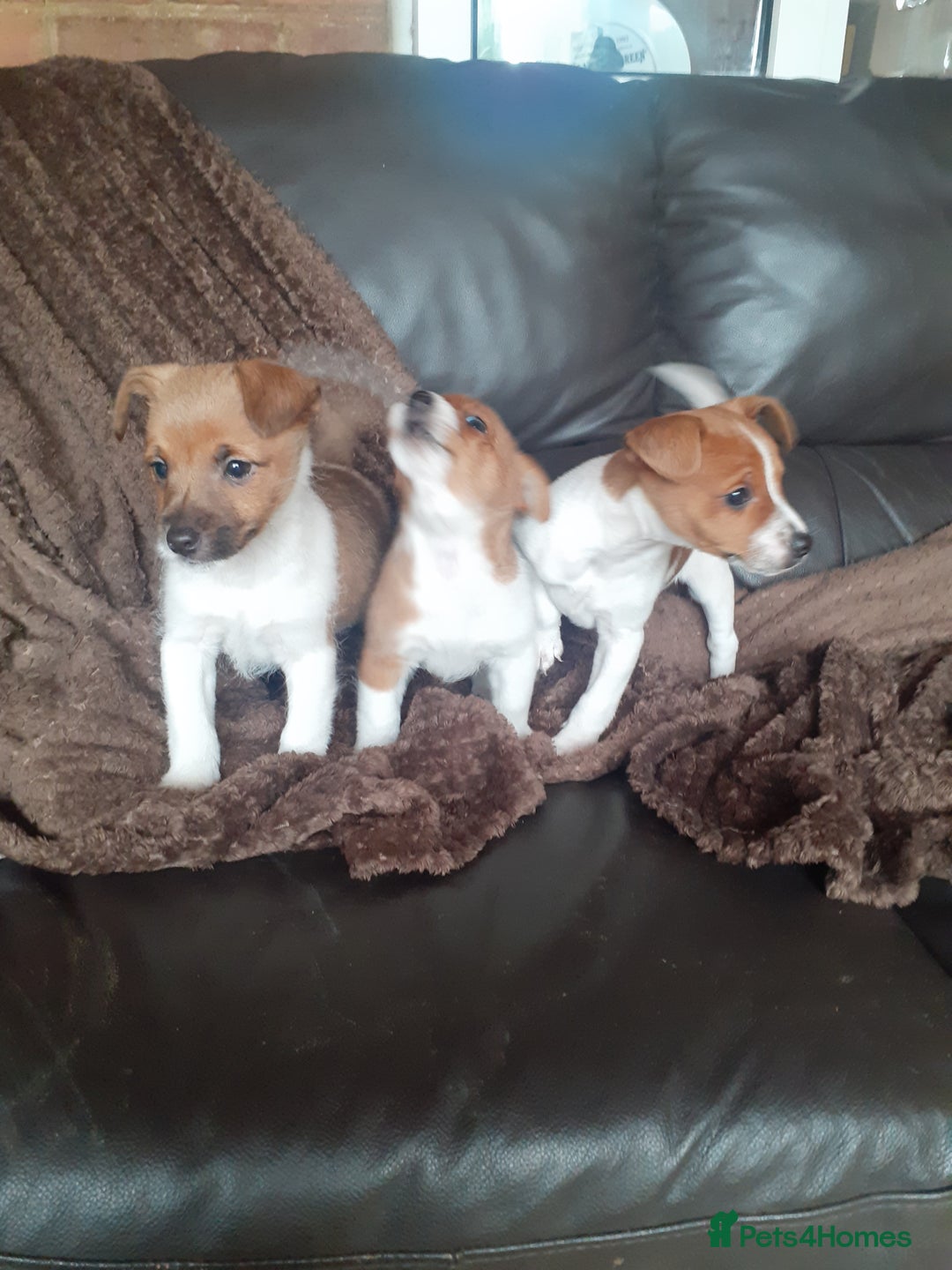 Jack Russell dogs for sale: Jackrussell pups - Advert 2