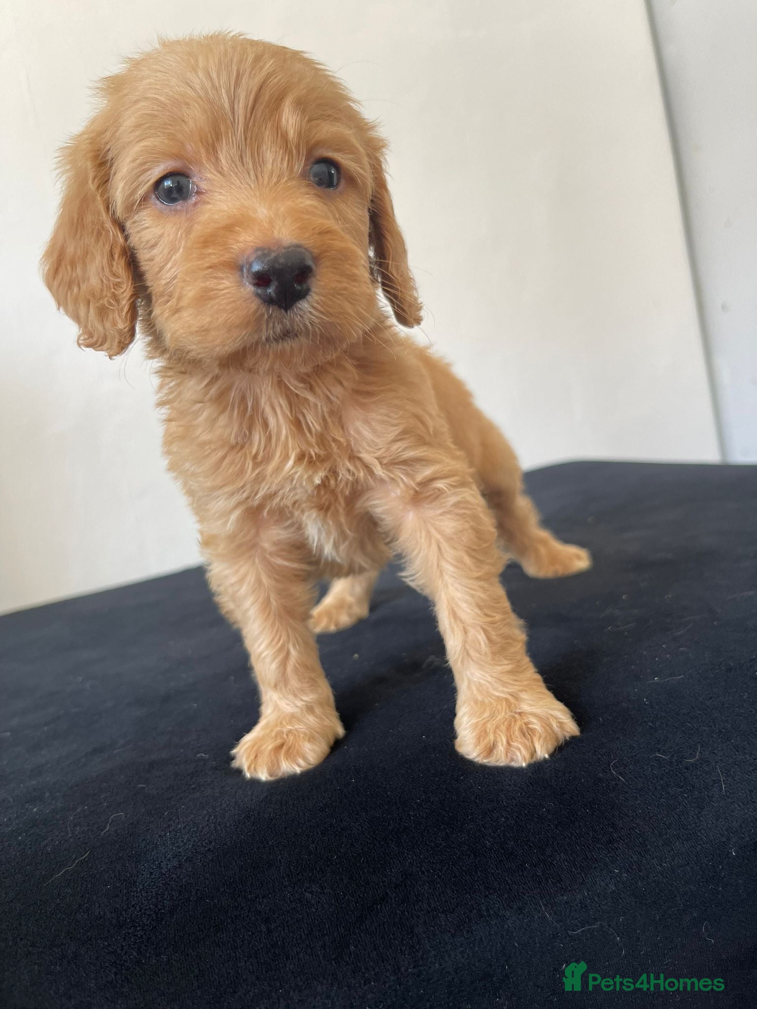 Cockapoo dogs Cockapoo Puppies  - Advert 5