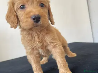 Cockapoo dogs Cockapoo Puppies - Advert 5